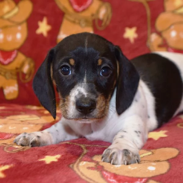 Bassotto cuccioli maschio e femmina