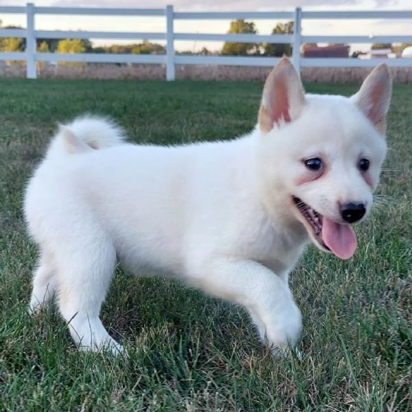 Shiba Inu  cuccioli maschio e femmina
