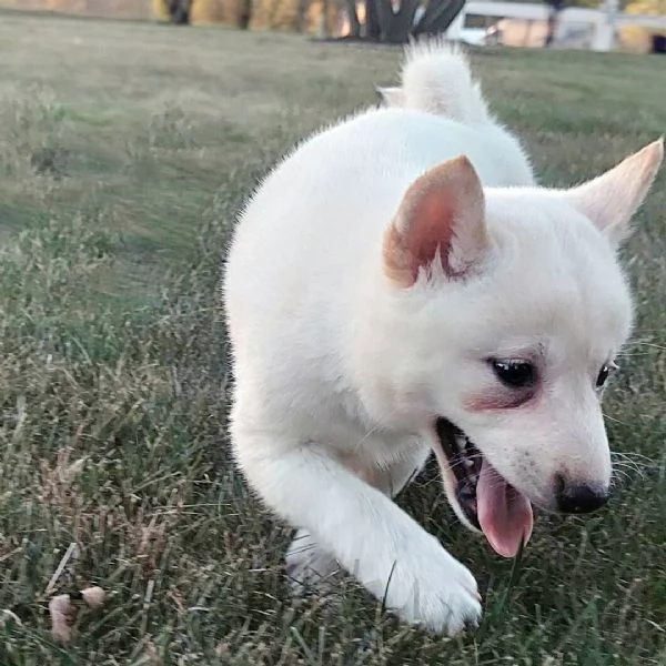 Shiba Inu  cuccioli maschio e femmina | Foto 0