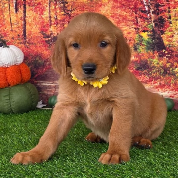  Golden Retriever