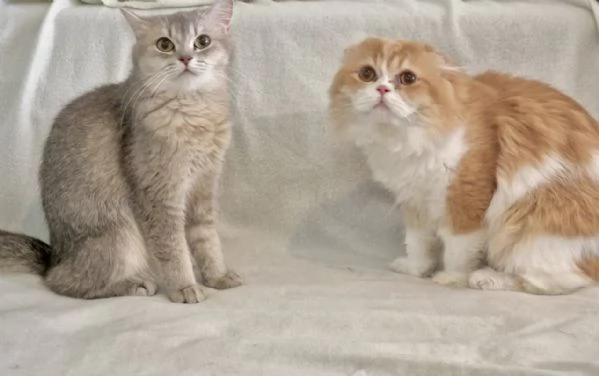Tre gattini scottish e british tutti di 5 settimane | Foto 4