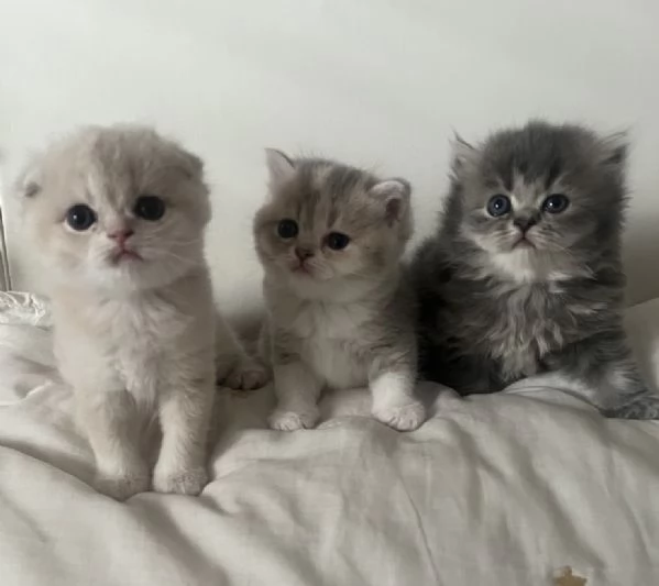 Tre gattini scottish e british tutti di 5 settimane | Foto 3