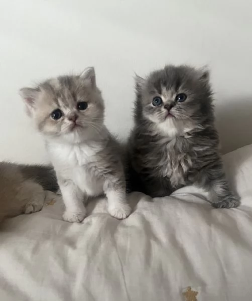 Tre gattini scottish e british tutti di 5 settimane | Foto 1