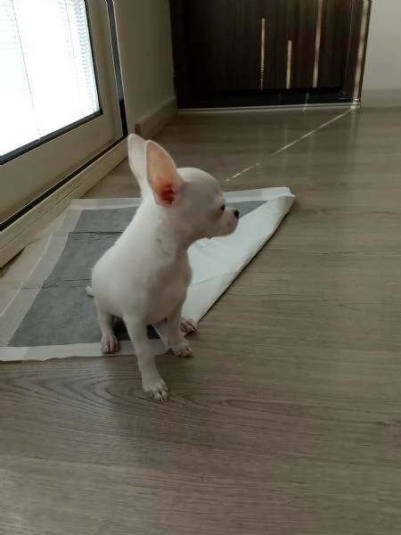 Cucciolo di chihuahua  | Foto 1