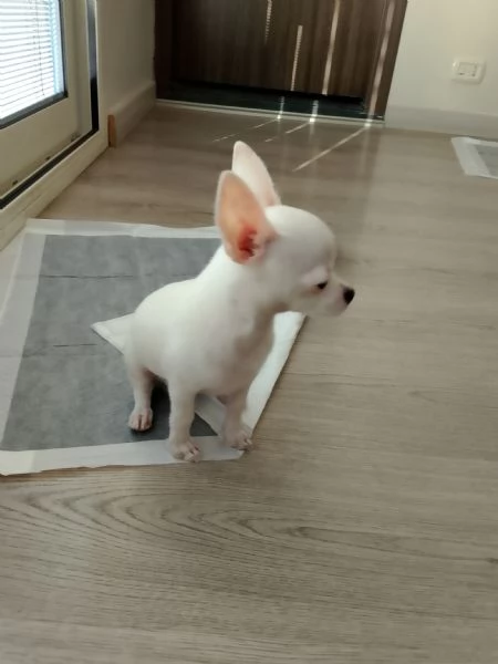 Cucciolo di chihuahua  | Foto 0