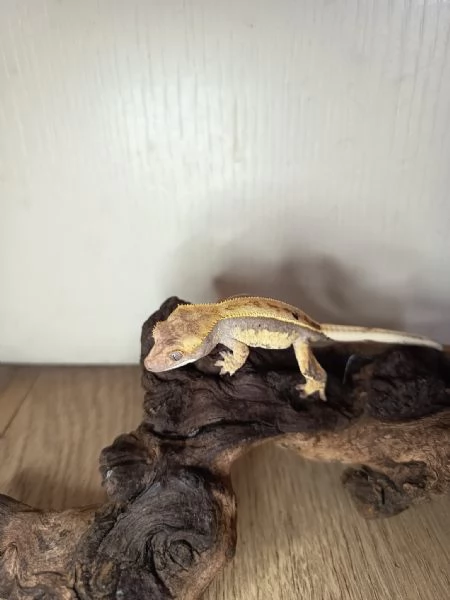 Geco ciliatus