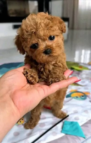 Cuccioli di barboncino maschi e femmine | Foto 0