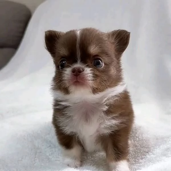 Chihuahuamini | Foto 2