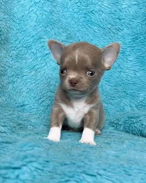 Chihuahuamini | Foto 1