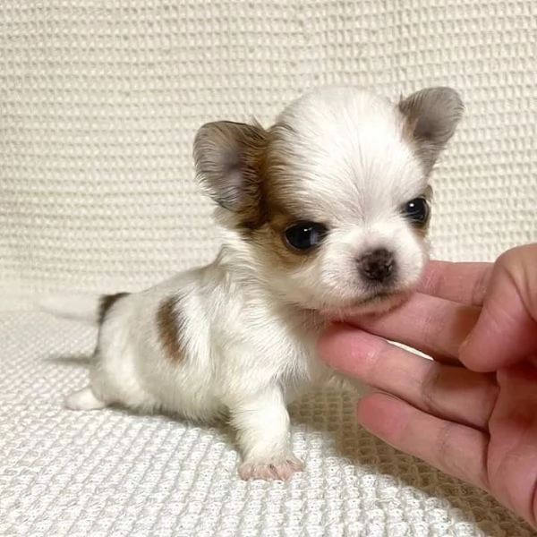 Chihuahuamini