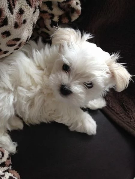 Maltese mini toy | Foto 1