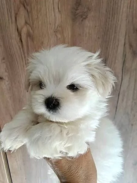Maltese mini toy