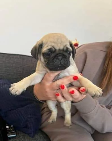 Carlino
