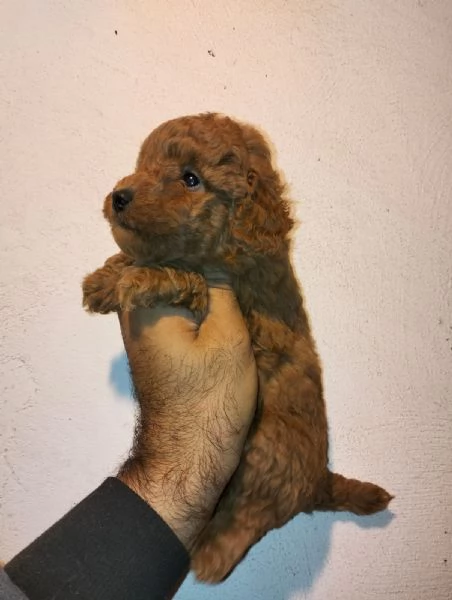 Cuccioli di barboncino | Foto 2