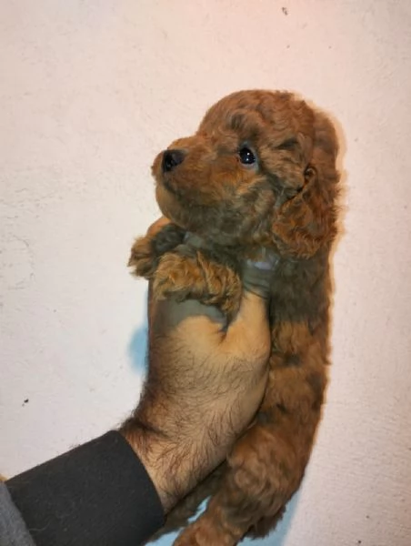 Cuccioli di barboncino | Foto 1