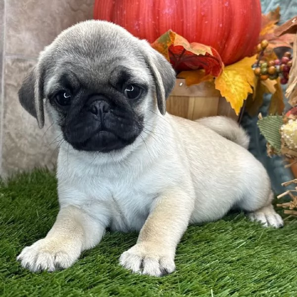  Carlino Pug cuccioli maschio e femmina | Foto 0