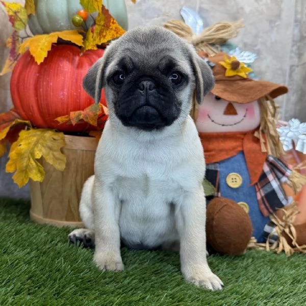  Carlino Pug cuccioli maschio e femmina