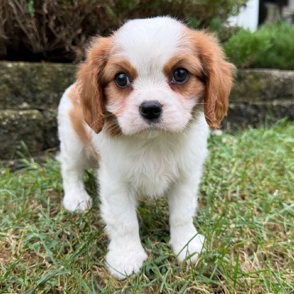 Cavalier King Charles cuccioli maschio e femmina