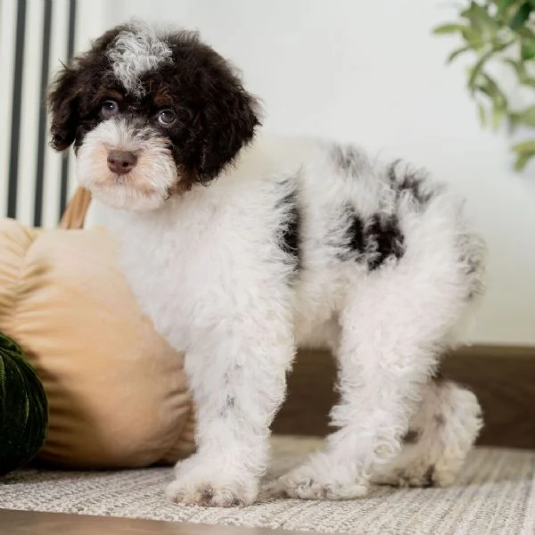 Lagotto cuccioli maschio e femmina | Foto 0