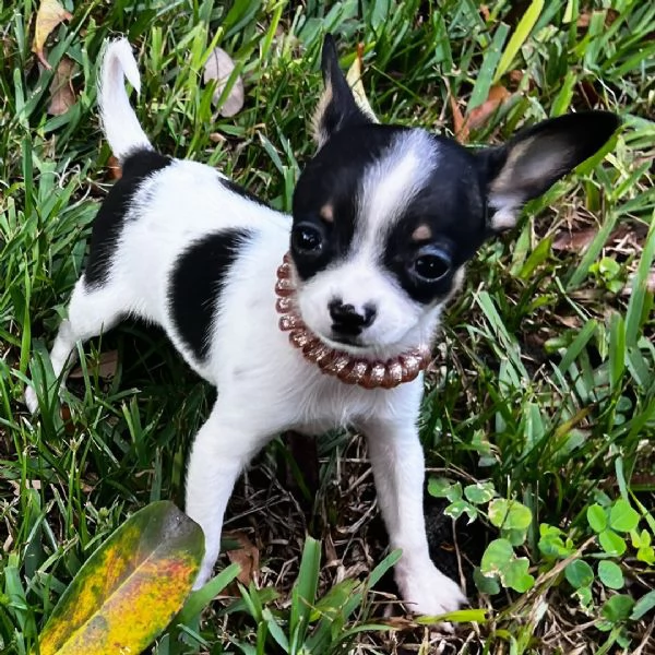  Chihuahua Toy cuccioli maschio e femmina