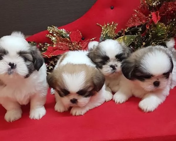  ShihTzu Mini Toy cuccioli maschio e femmina | Foto 0