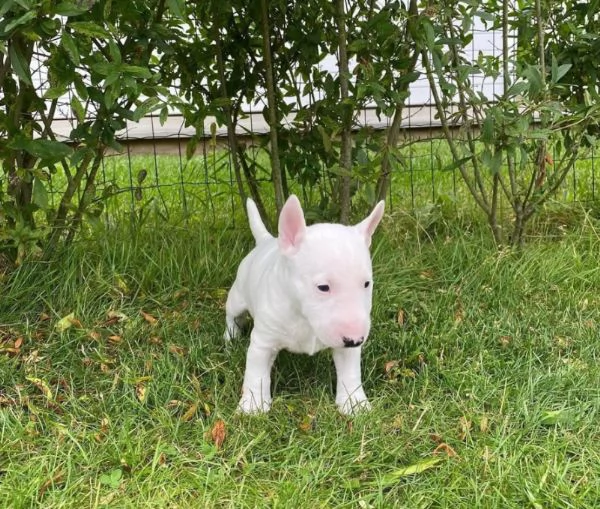 Bull Terrier cuccioli maschio e femmina | Foto 1