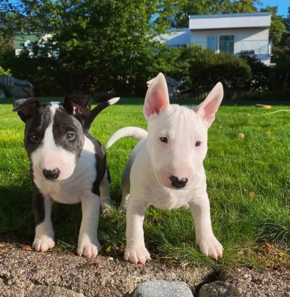 Bull Terrier cuccioli maschio e femmina