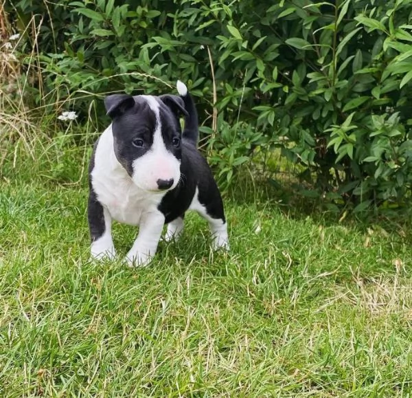 Bull Terrier cuccioli maschio e femmina | Foto 0