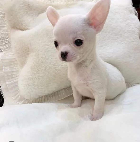Chihuahua chihuahua chihuahuacuccioli maschio e femmina | Foto 0