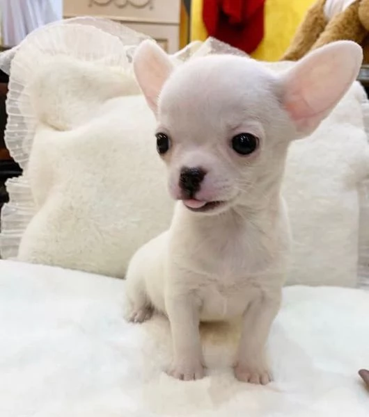 Chihuahua chihuahua chihuahuacuccioli maschio e femmina
