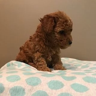 1 Barboncino Toy cuccioli maschio e femmina