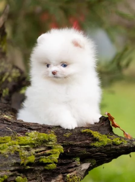  Pomeranian Toy cuccioli maschio e femmina