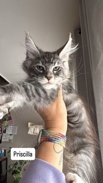 Maine Coon con pedigree | Foto 0