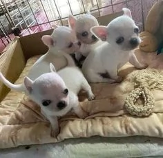 Bellissimi cuccioli di Chihuahua da adottare