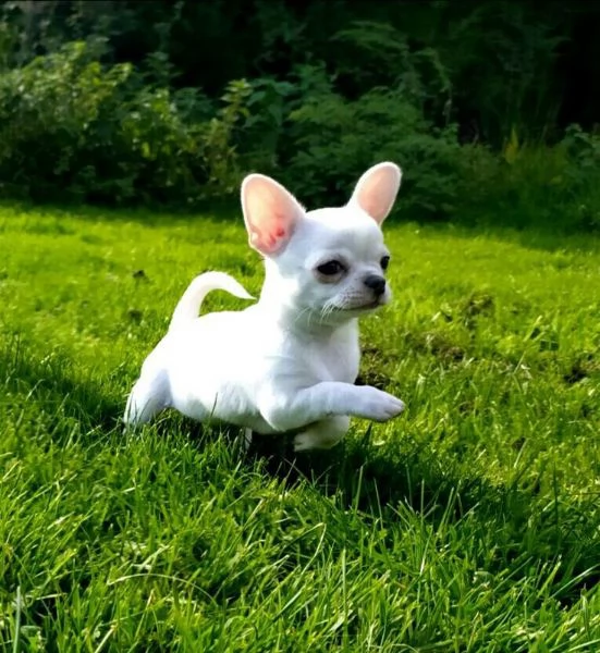 Stunning Pedigree Chihuahuas for Sale