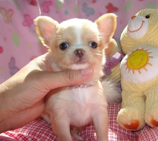 Chihuahua Stupendi super pedigree enci