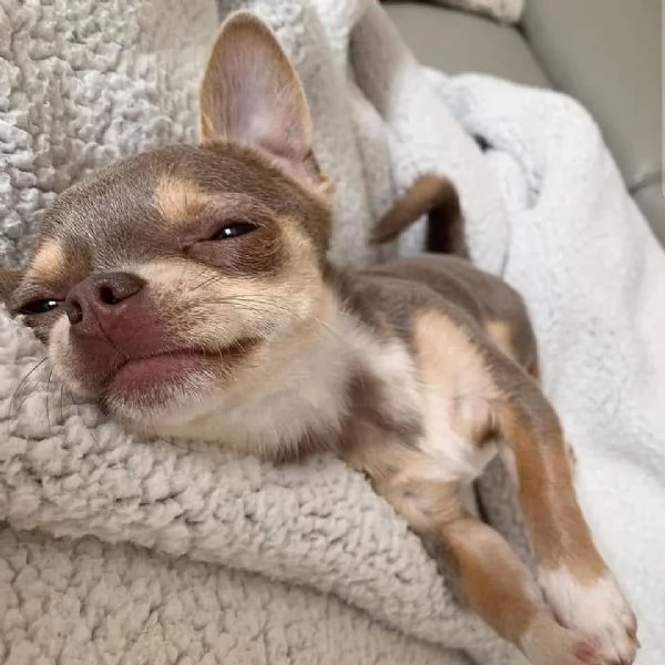 Chihuahua Stupendi super pedigree enci