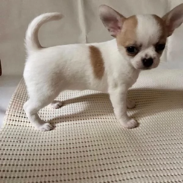Chihuahua Stupendi super pedigree enci