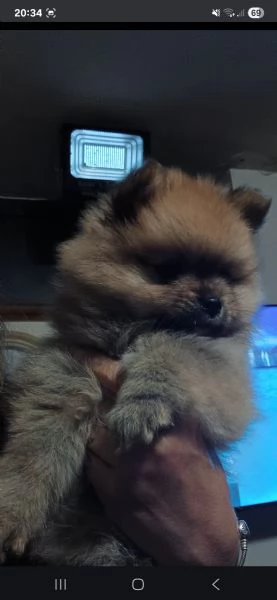 Spitz tedesco nano 