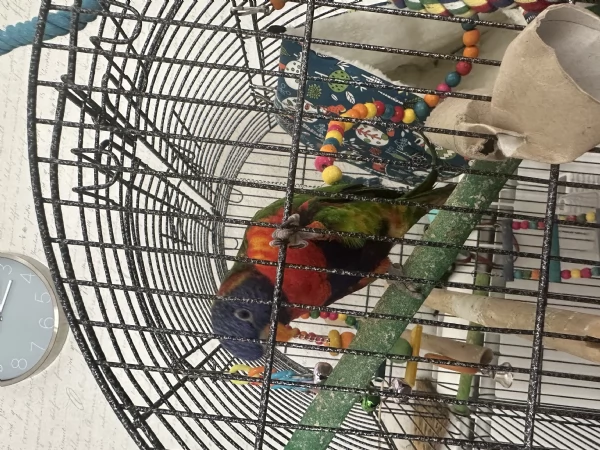Lori arcobaleno 