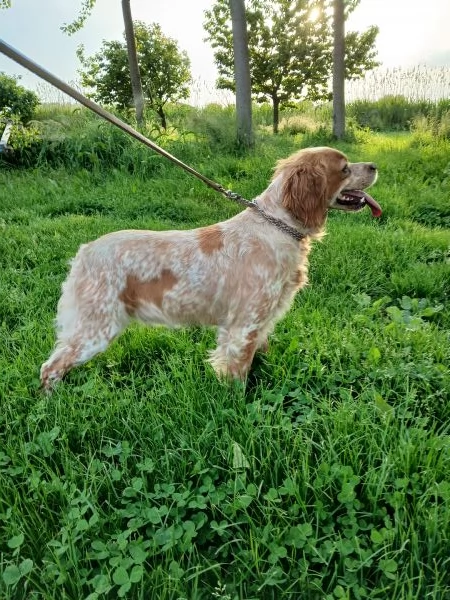 Epagneul breton caccia