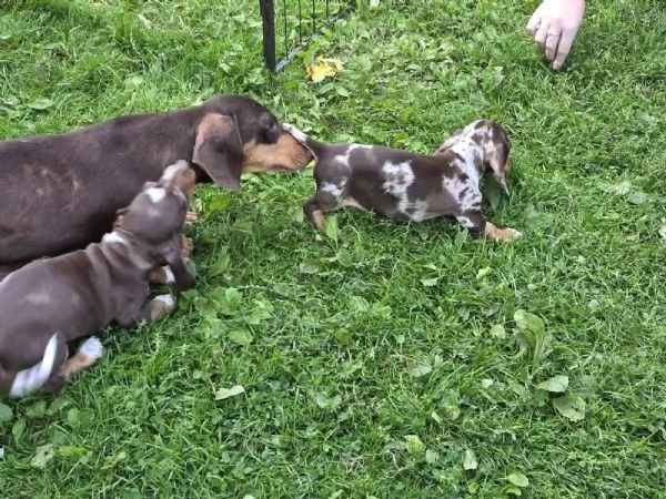  cuccioli di bassotto nano 2 maschi e 2 femmine | Foto 1