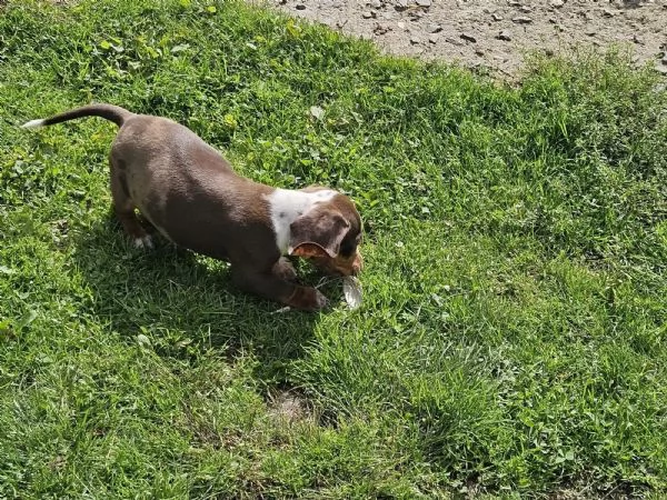  cuccioli di bassotto nano 2 maschi e 2 femmine