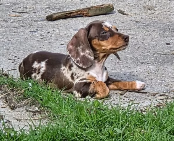  cuccioli di bassotto nano 2 maschi e 2 femmine | Foto 0