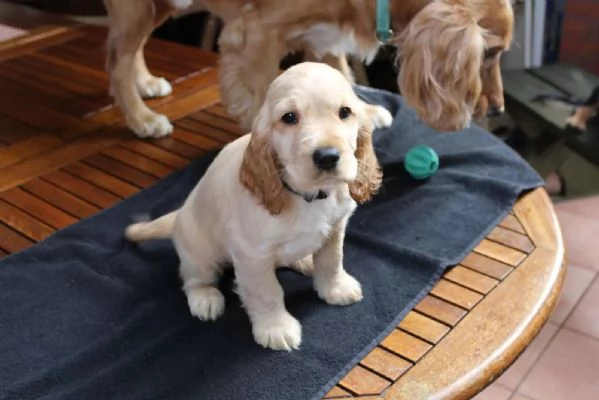 Cuccioli di Cocker Spaniel  pronti per una nuova casa | Foto 2