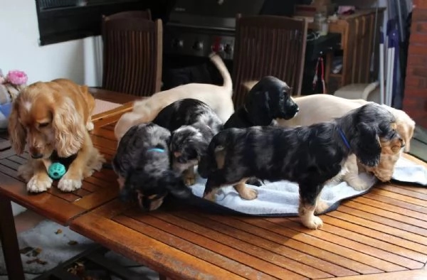 Cuccioli di Cocker Spaniel  pronti per una nuova casa | Foto 1