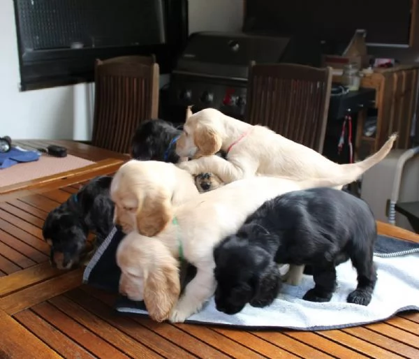 Cuccioli di Cocker Spaniel  pronti per una nuova casa | Foto 0