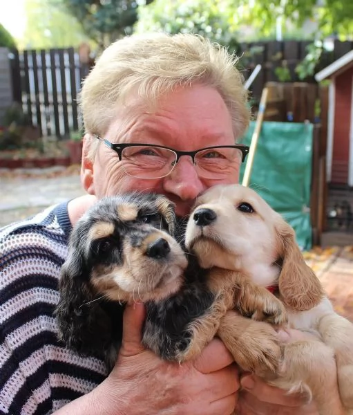 Cuccioli di Cocker Spaniel  pronti per una nuova casa