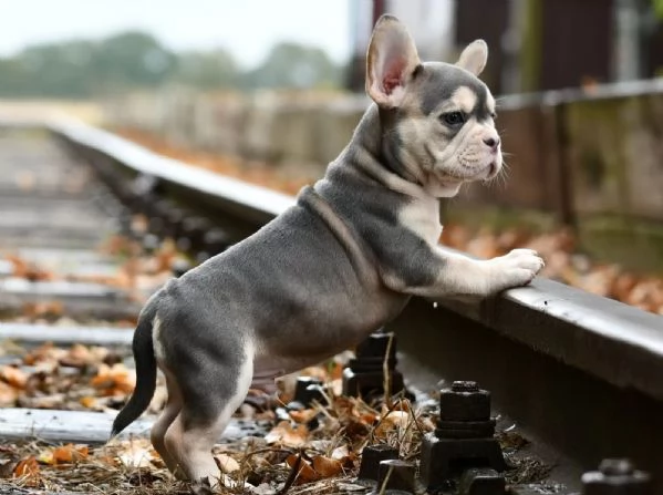 Cucciolo di Bulldog francese maschioe femmina  con pedigreeBulldog francese | Foto 2