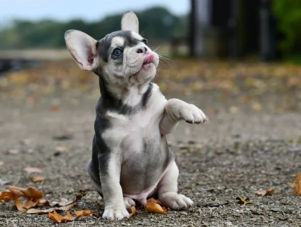 Cucciolo di Bulldog francese maschioe femmina  con pedigreeBulldog francese | Foto 1
